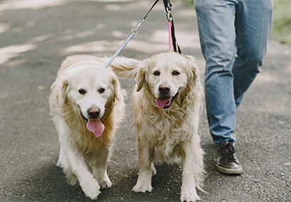 DogWalkingCompany.com